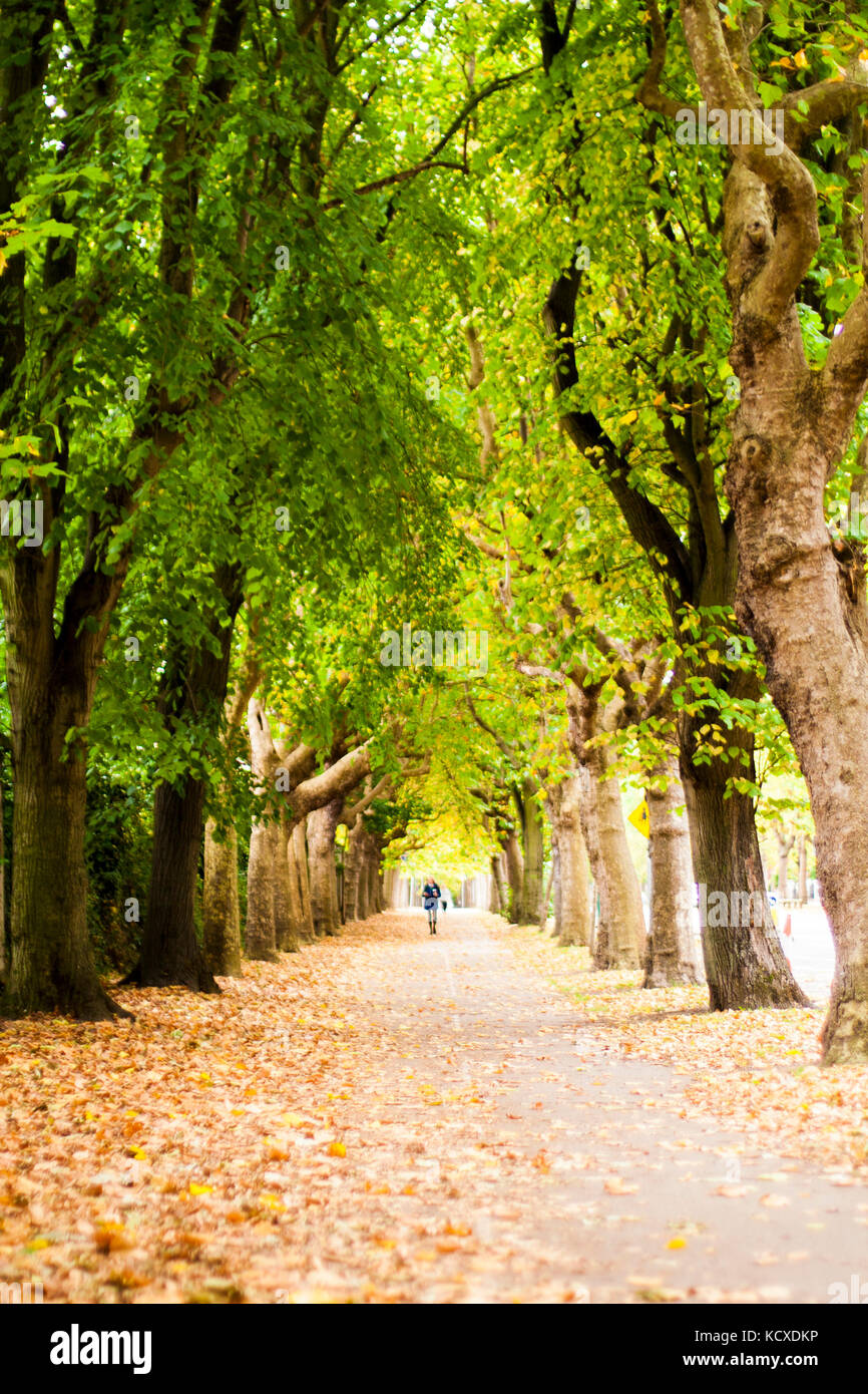 Griffith Avenue, Dublin 9, Irland, von Bäumen gesäumten Straße im Herbst mit üppigen Farben und Laub, Blätter fallen Stockfoto