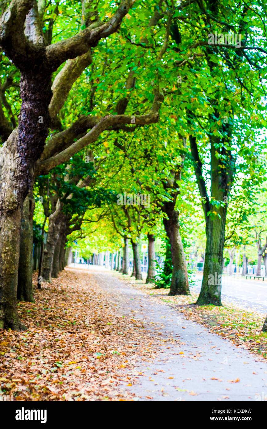 Griffith Avenue, Dublin 9, Irland, von Bäumen gesäumten Straße im Herbst mit üppigen Farben und gefallenen Blätter Herbst Konzept, Tod Konzept Stockfoto