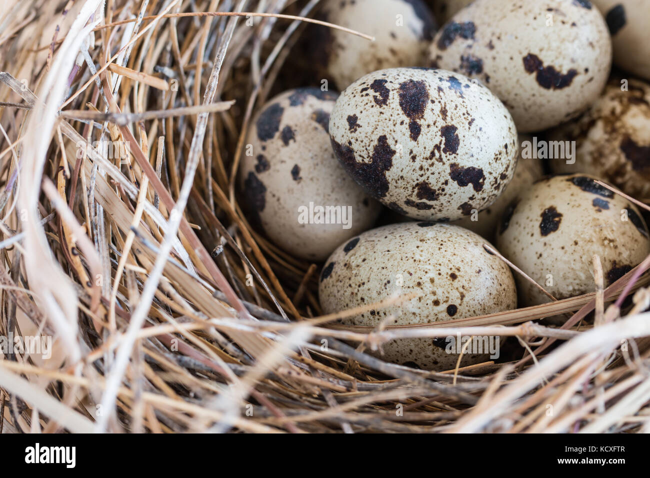 Wachtel Eier in ein Nest und legte um ihn herum. Stockfoto