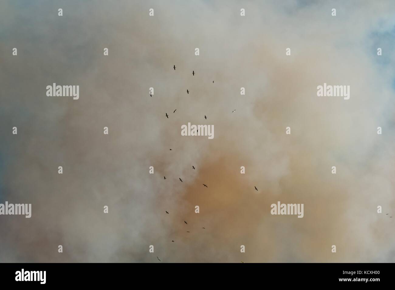 Vögel der Flucht der Rauch von einem Buschfeuer Stockfoto