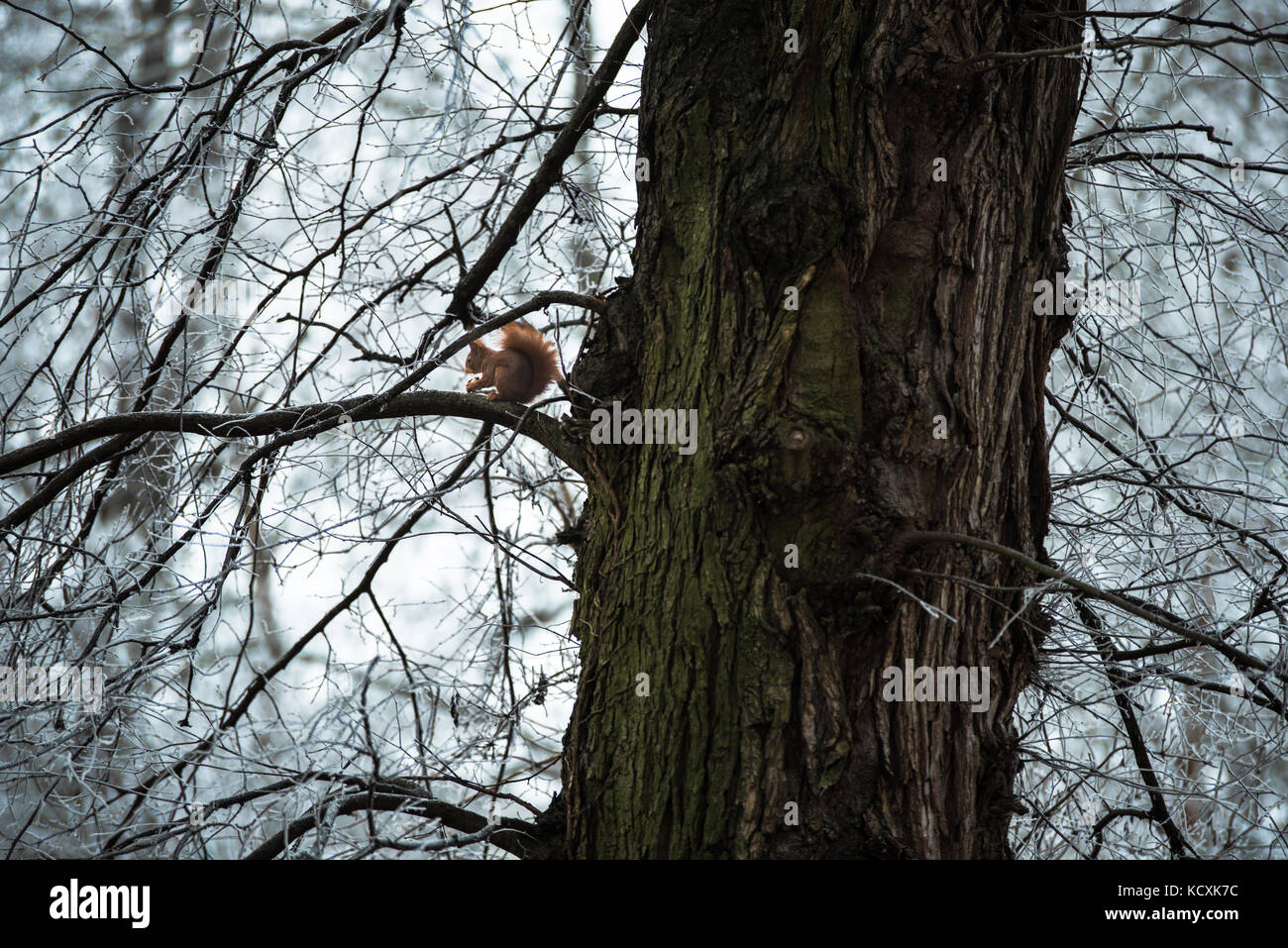 Eichhörnchen mit einer Mutter sitzen auf einem Baum im Winter Stockfoto
