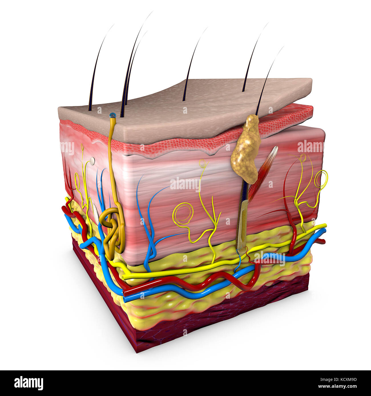 Hautschnitt. Menschlicher Körperhautabschnitt, Anatomie, 3D-Schnitt menschlicher Haut. 3D-Rendering Stockfoto