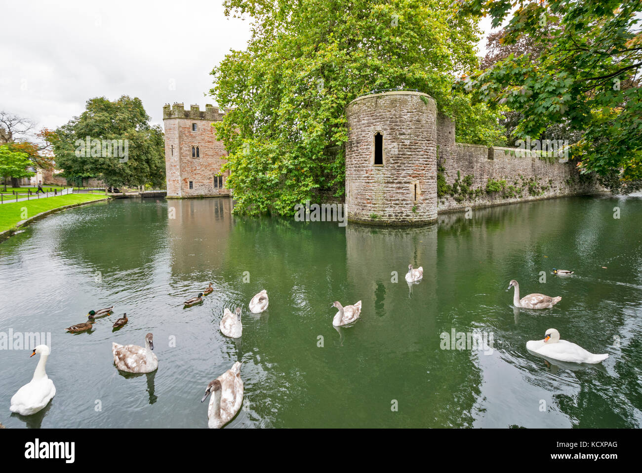 Brunnen STADT SOMERSET ENGLAND Schwäne und Enten sammeln auf dem WASSERGRABEN außerhalb der Mauern von Bishops Palace GEWARTET WERDEN Stockfoto