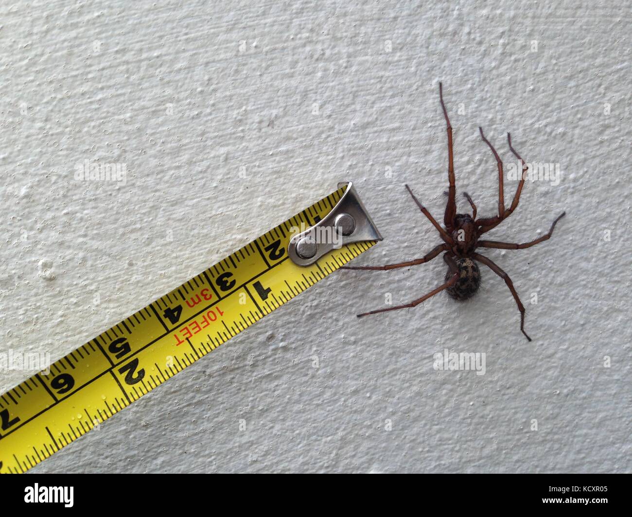 große schwarze Spinne Stockfotografie - Alamy