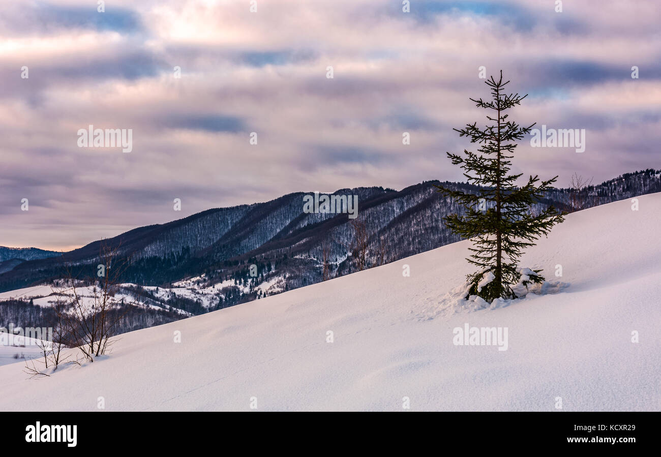 Lonely Spruce Tree auf schneebedeckten Hang. Schöne bergige Landschaft Landschaft im Winter Stockfoto