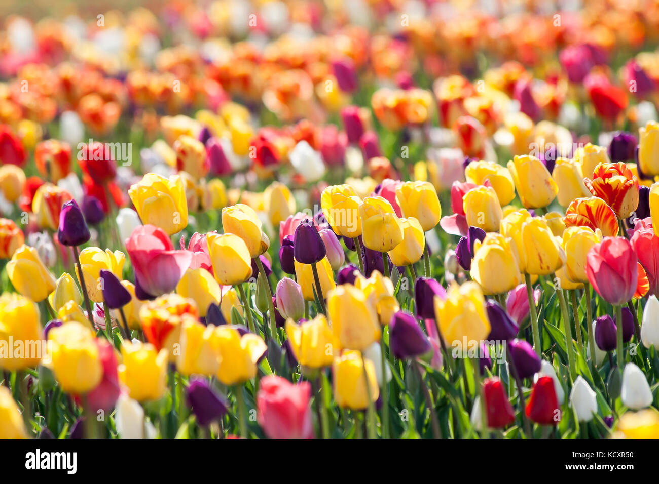 Tulip. bunte Tulpen im Garten Stockfoto