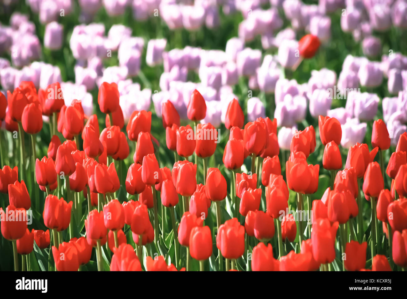 Tulip. bunte Tulpen im Garten Stockfoto