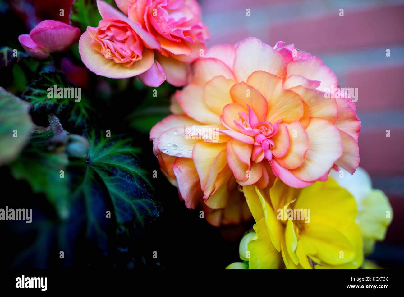 Begonia tuberhybrida Fotos und Bildmaterial in hoher Auflösung Alamy
