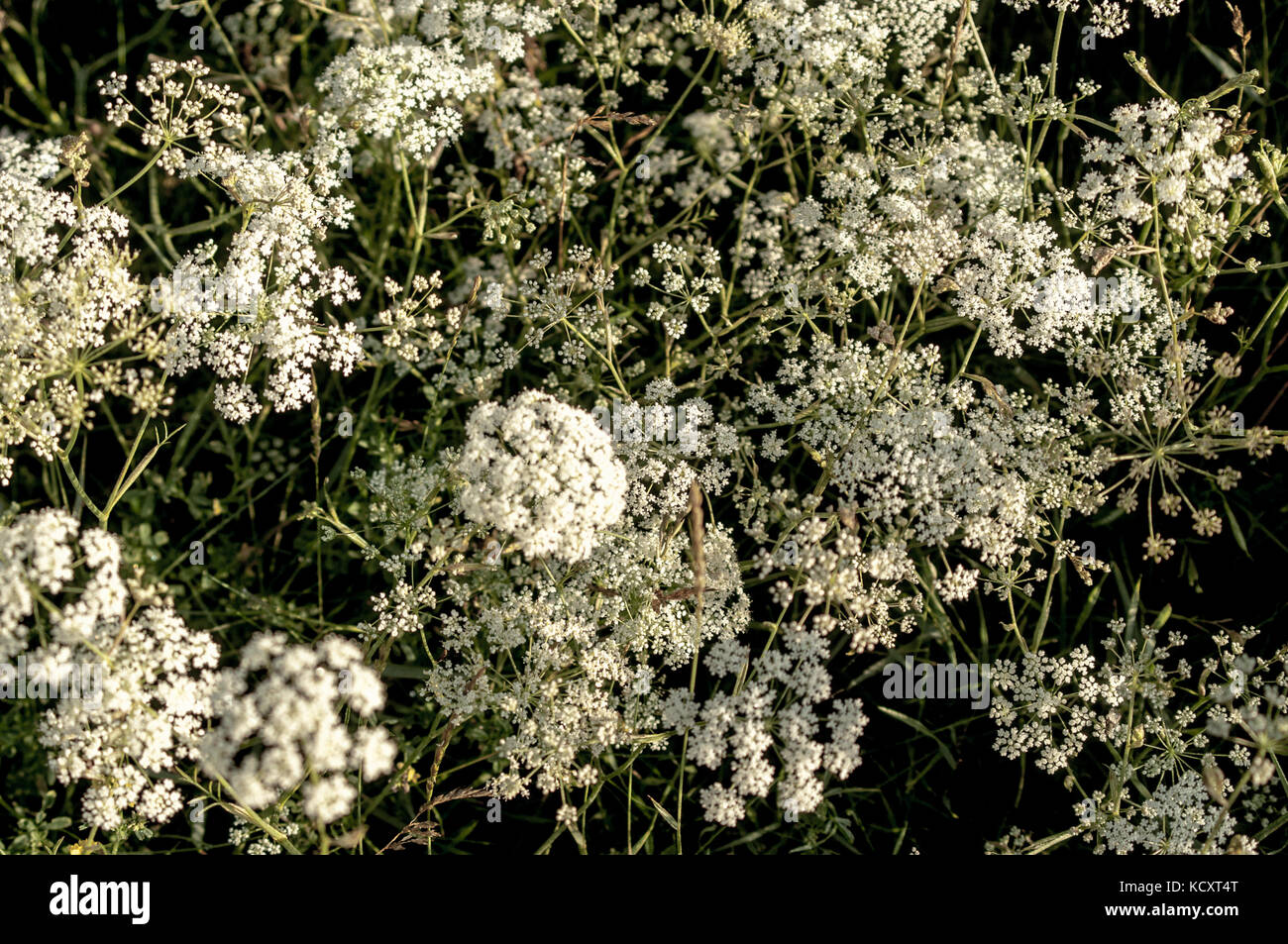 Kerbel Komposition. weiße Blume Traum. Stockfoto