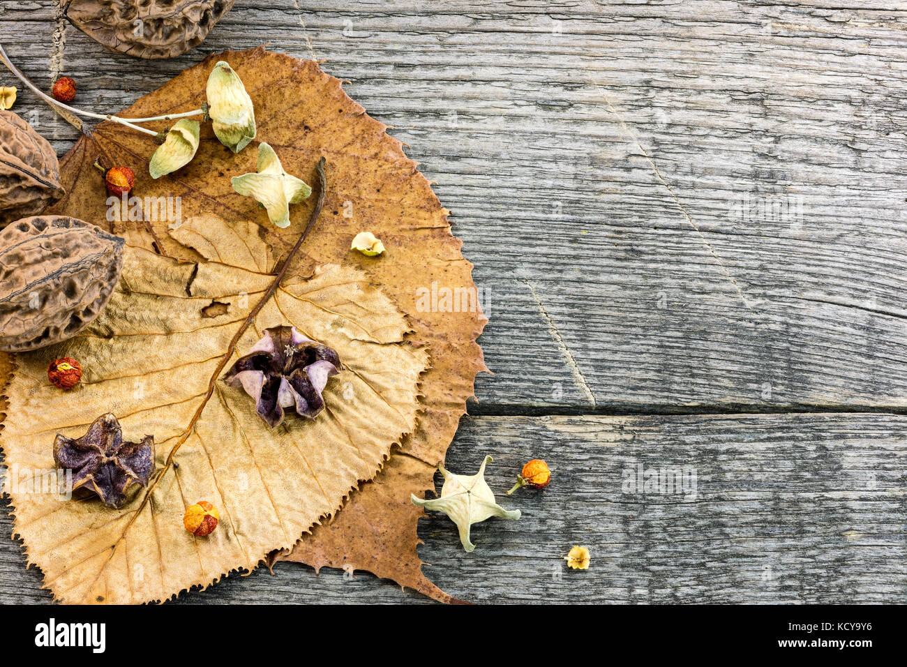 Getrocknete Pflanzen und Blumen, Muttern, gefallenen Herbstliche Blätter auf grunge Holz- Hintergrund Stockfoto