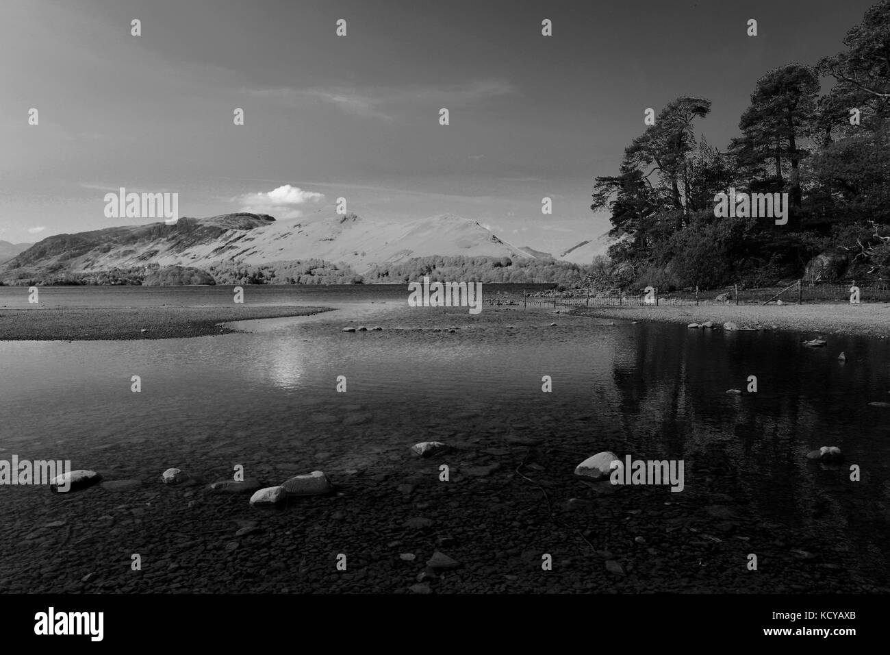 Sommer, Juni, Juli, Katze Glocken verliebte Derwentwater, Lake District National Park, Grafschaft Cumbria, England, UK Stockfoto