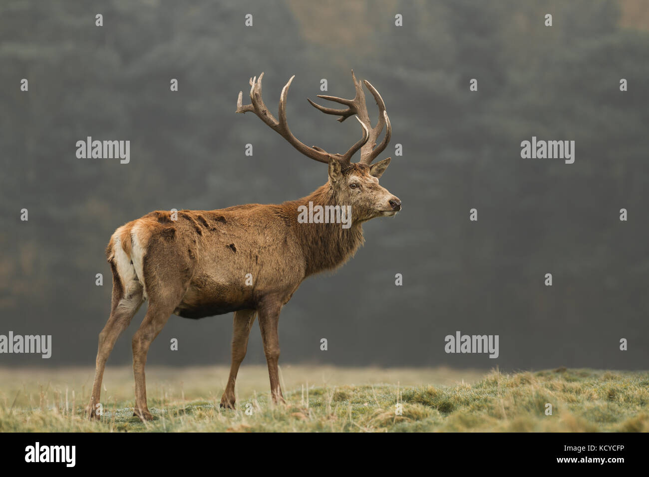 Rotwild in Rut in Cheshire, England, Großbritannien Stockfoto