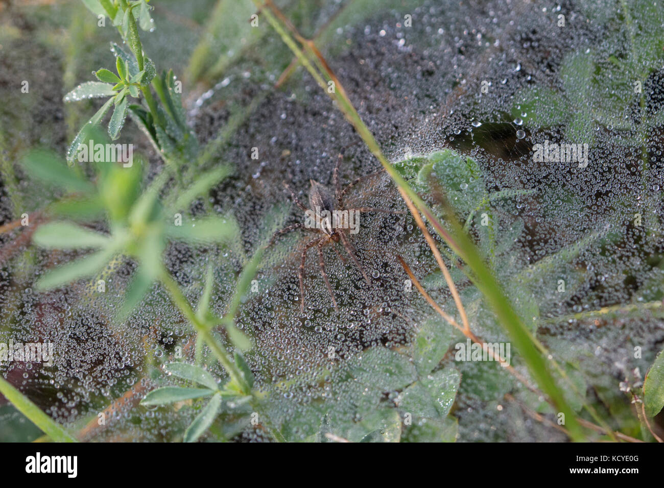 Spinne im Netz mit Tautropfen auf dem Web. Stockfoto