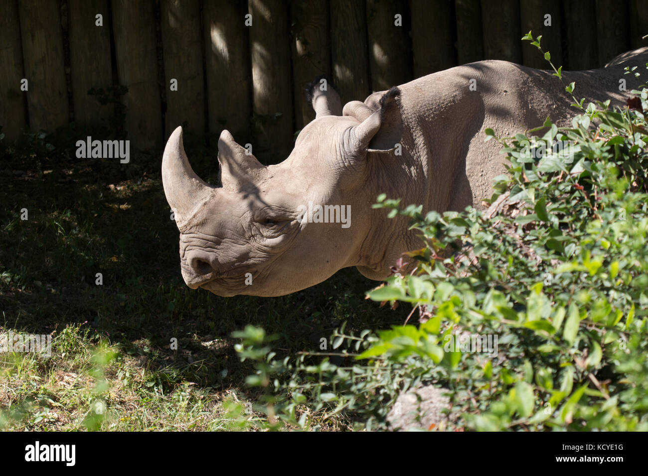 Baby rhino am Cincinnati, Zoo. Stockfoto