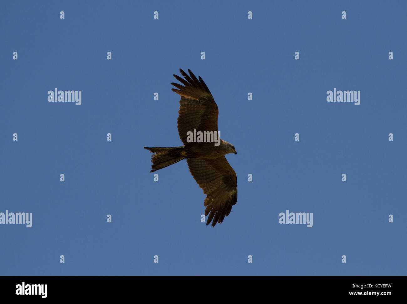 Schwarze Drachen. Milvus migrans. Einzelne Erwachsene Höhenflug. Trentino. Italien Stockfoto