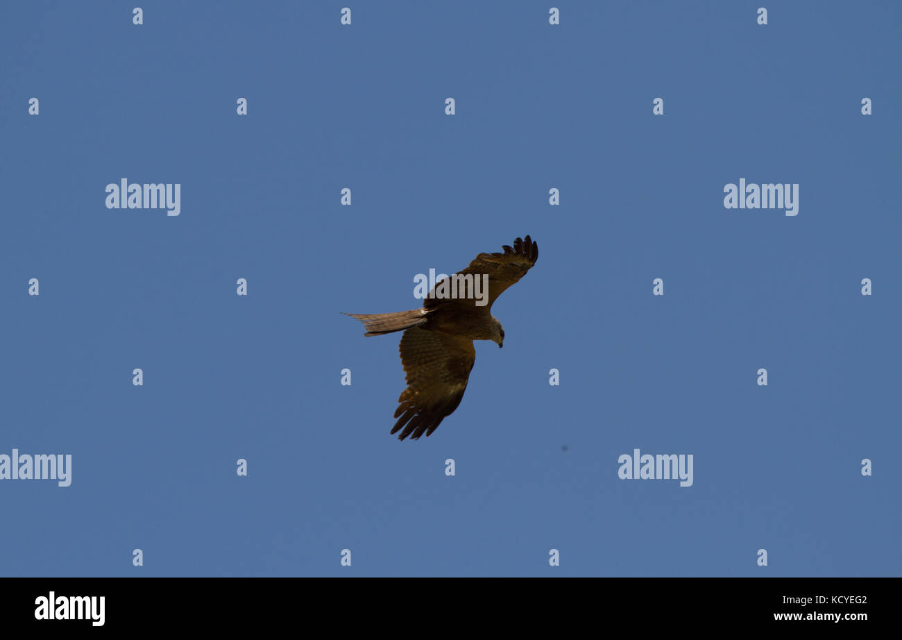 Schwarze Drachen. Milvus migrans. Einzelne Erwachsene Höhenflug. Trentino. Italien Stockfoto