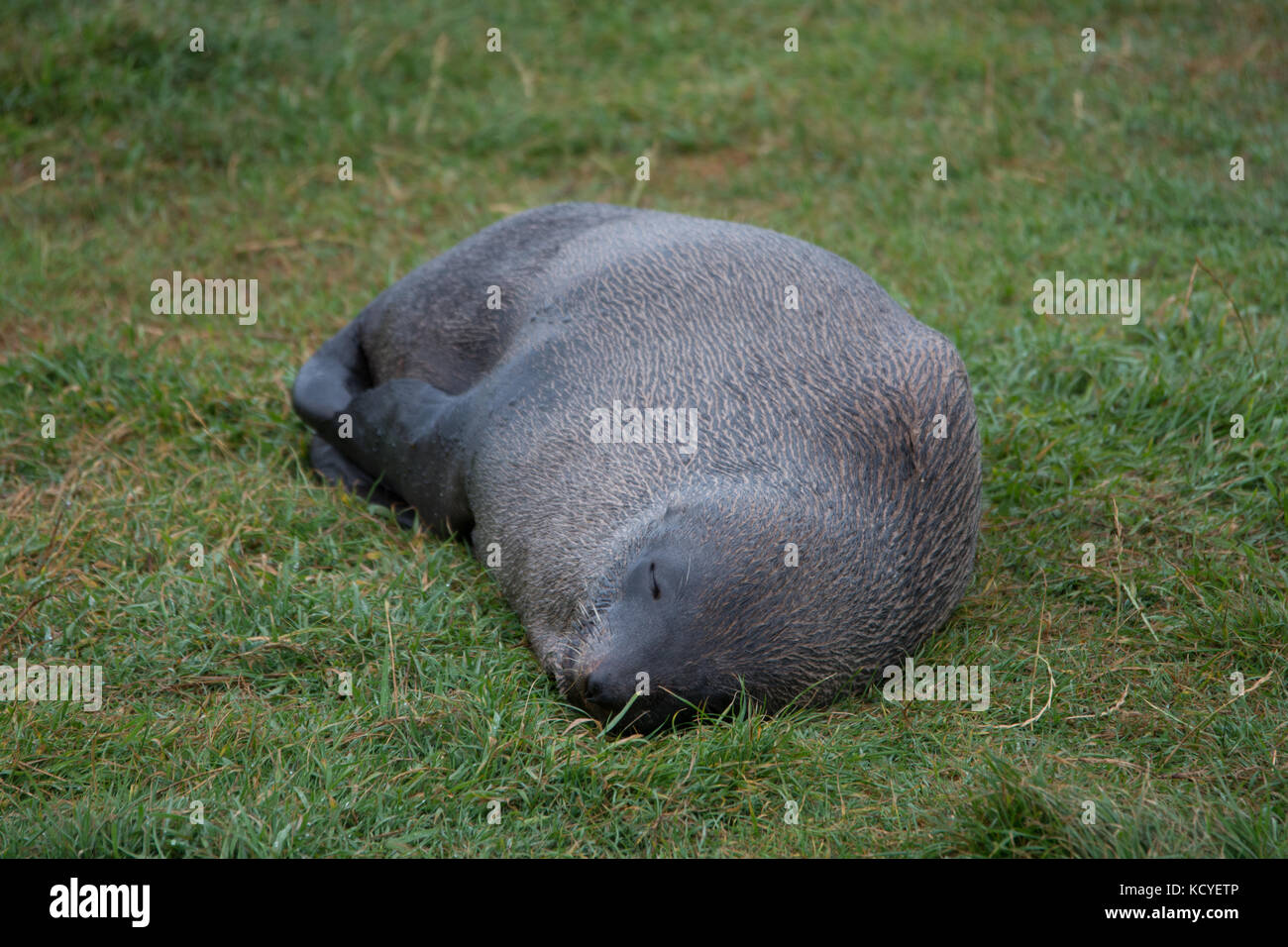 Pelz Dichtung schlafen auf das Gras während der Regen Stockfoto