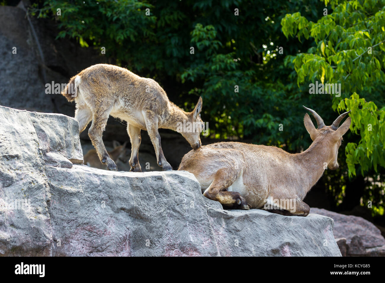 Das Kind des Ostens kaukasischen Tour spielt an den Felsen Stockfoto
