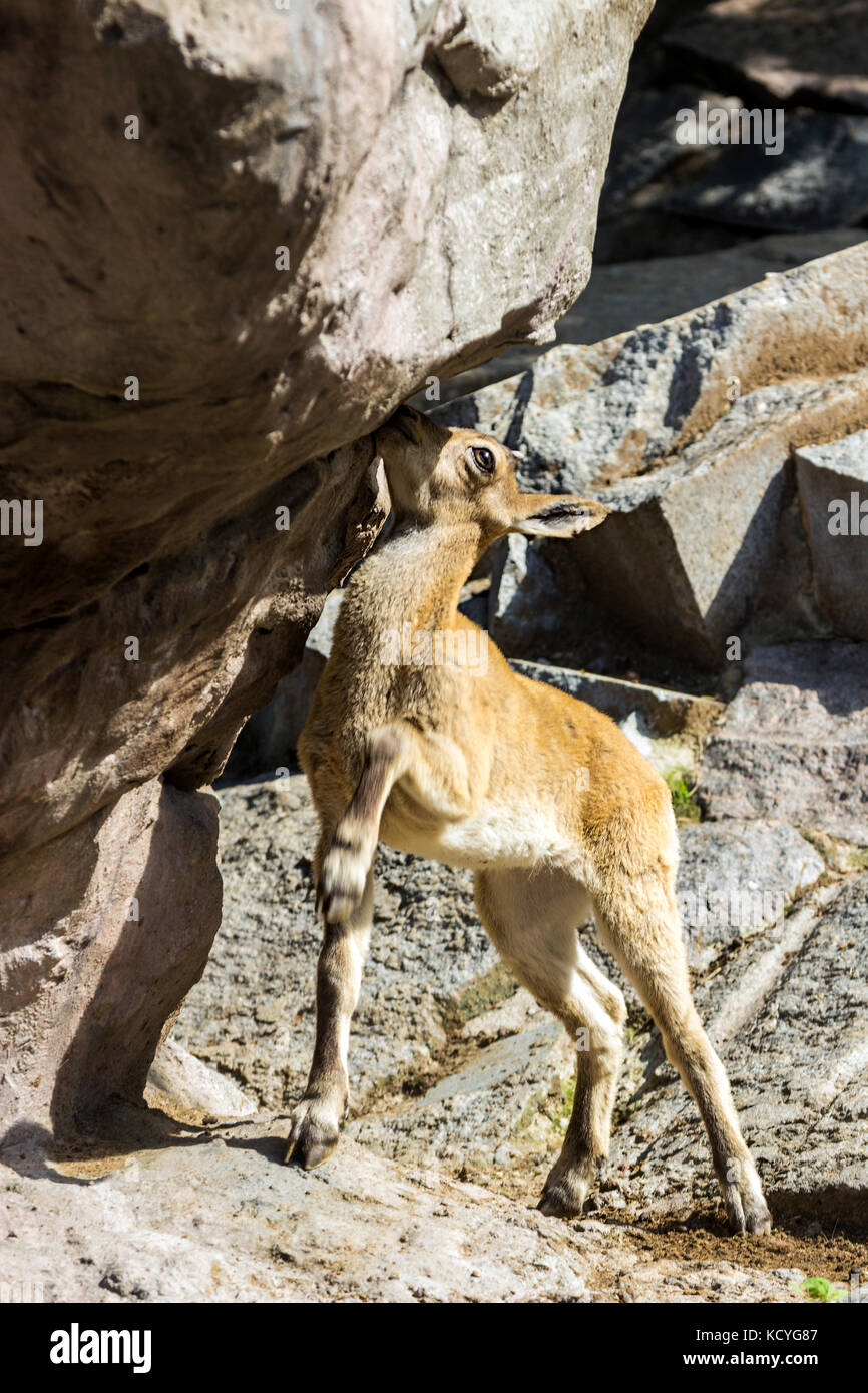 Das Kind des Ostens kaukasischen Tour spielt an den Felsen unter der Aufsicht der Mutter Stockfoto