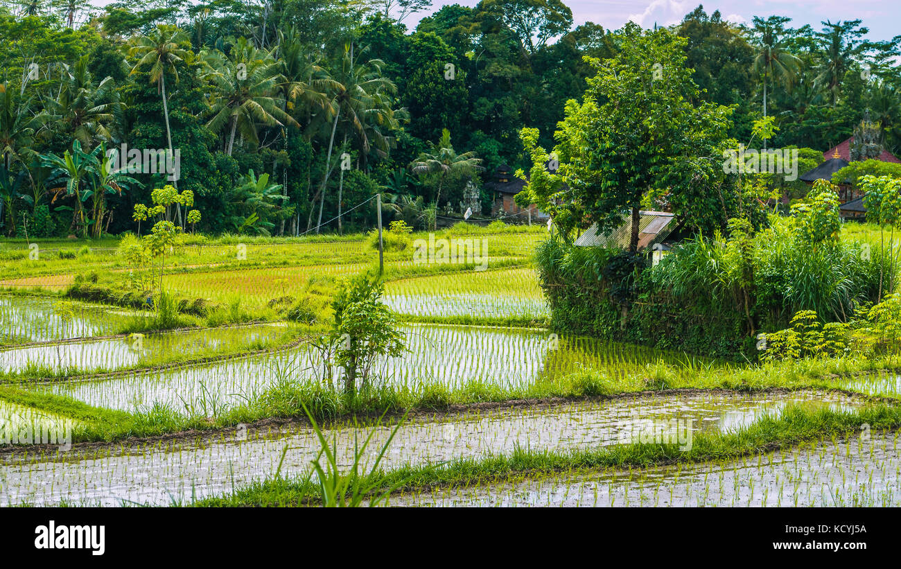 Reis eingereicht Terrassen mitten im Dschungel, Bali, Indonesien Stockfoto