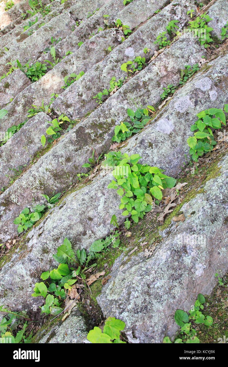 Löwenzahn, Pusteblume wächst aus einer Mauer heraus Stockfoto