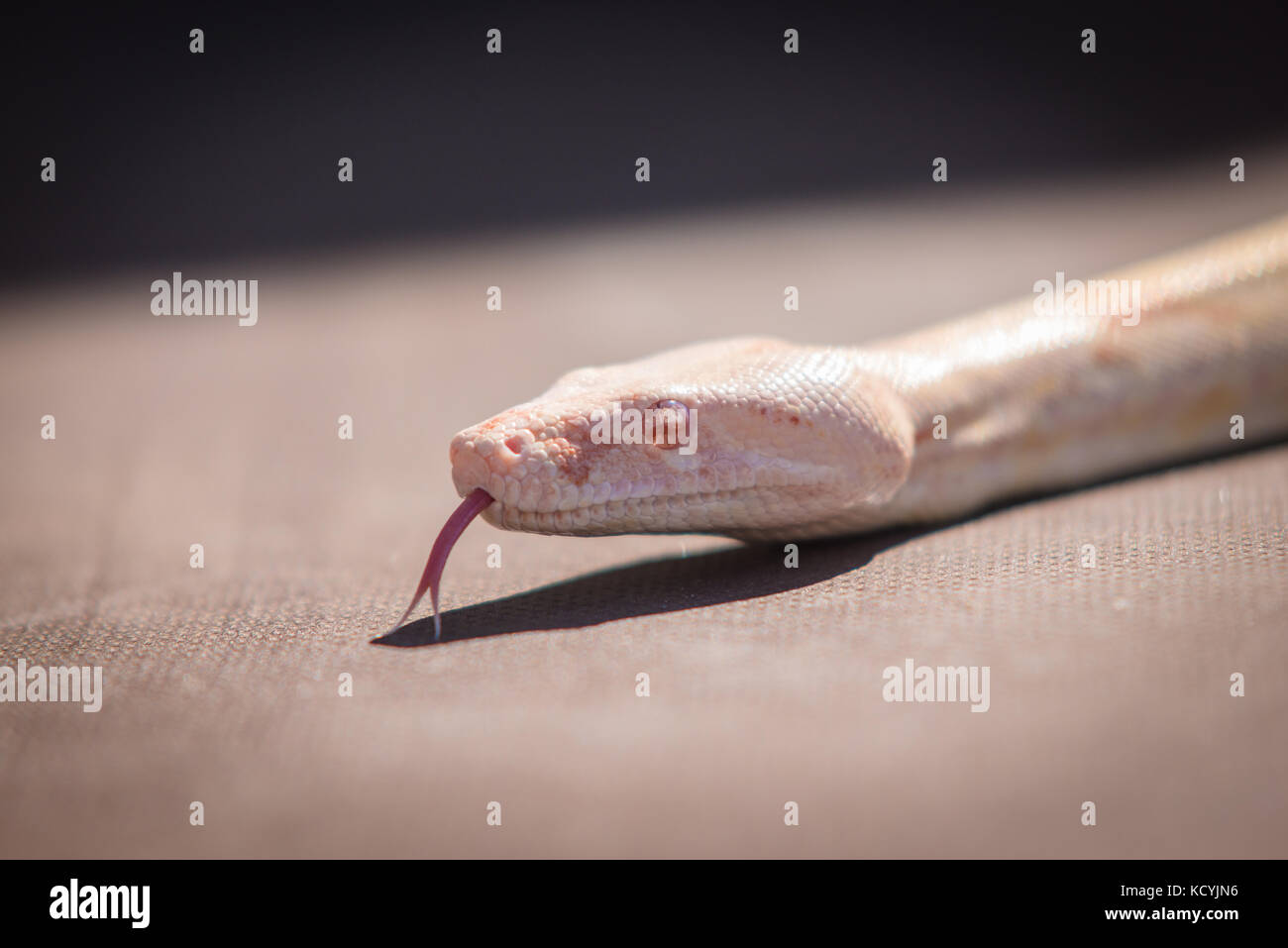 Opale corn Snake oder rote Ratte Schlange, Pantherophis guttatus mit Kopie Raum Stockfoto