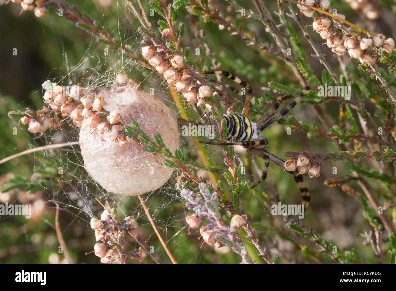 Wespenspinne (Argiope bruennichi), die ihren Eiersack bewacht, Großbritannien Stockfoto