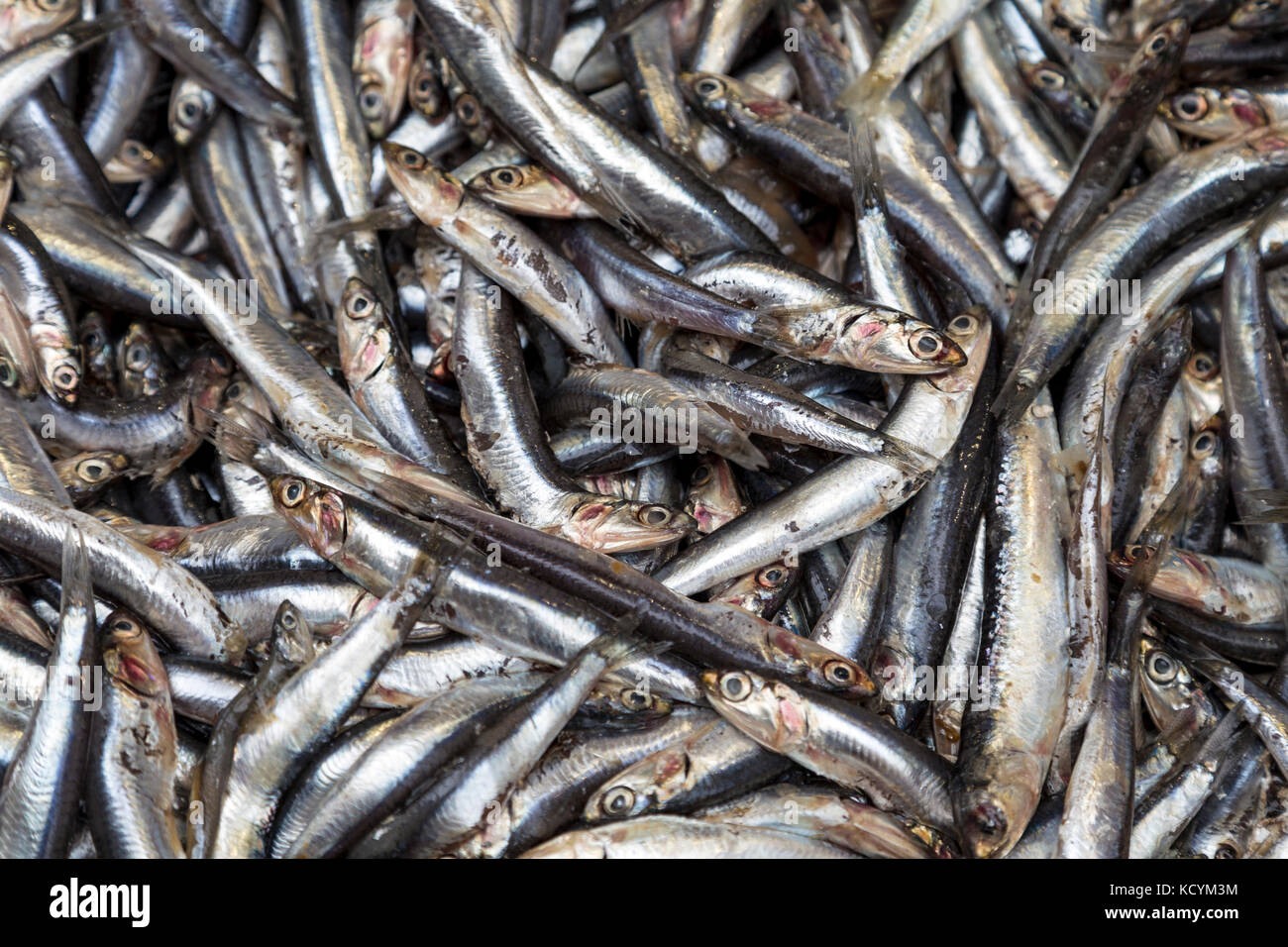 Sardinen zum Verkauf auf dem Fischmarkt in Vieux Port, Marseille, Frankreich Stockfoto