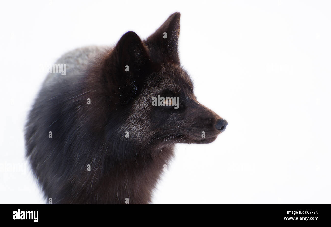 Red Fox, Vulpes vulpes, Silver fox, Charlottetown, Prince Edward Island, Kanada Stockfoto