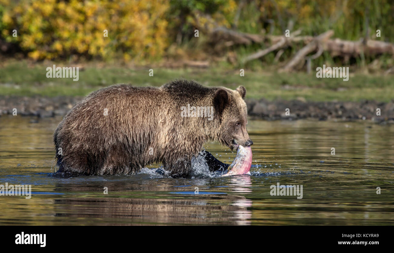 Grizzlybär (Ursus arctos Horribilis), Sub - Erwachsene im Wasser der alpinen See mit sockeye Lachse (Oncorhynchus nerka), Sonnenuntergang, Central British Columbia, Kanada Stockfoto