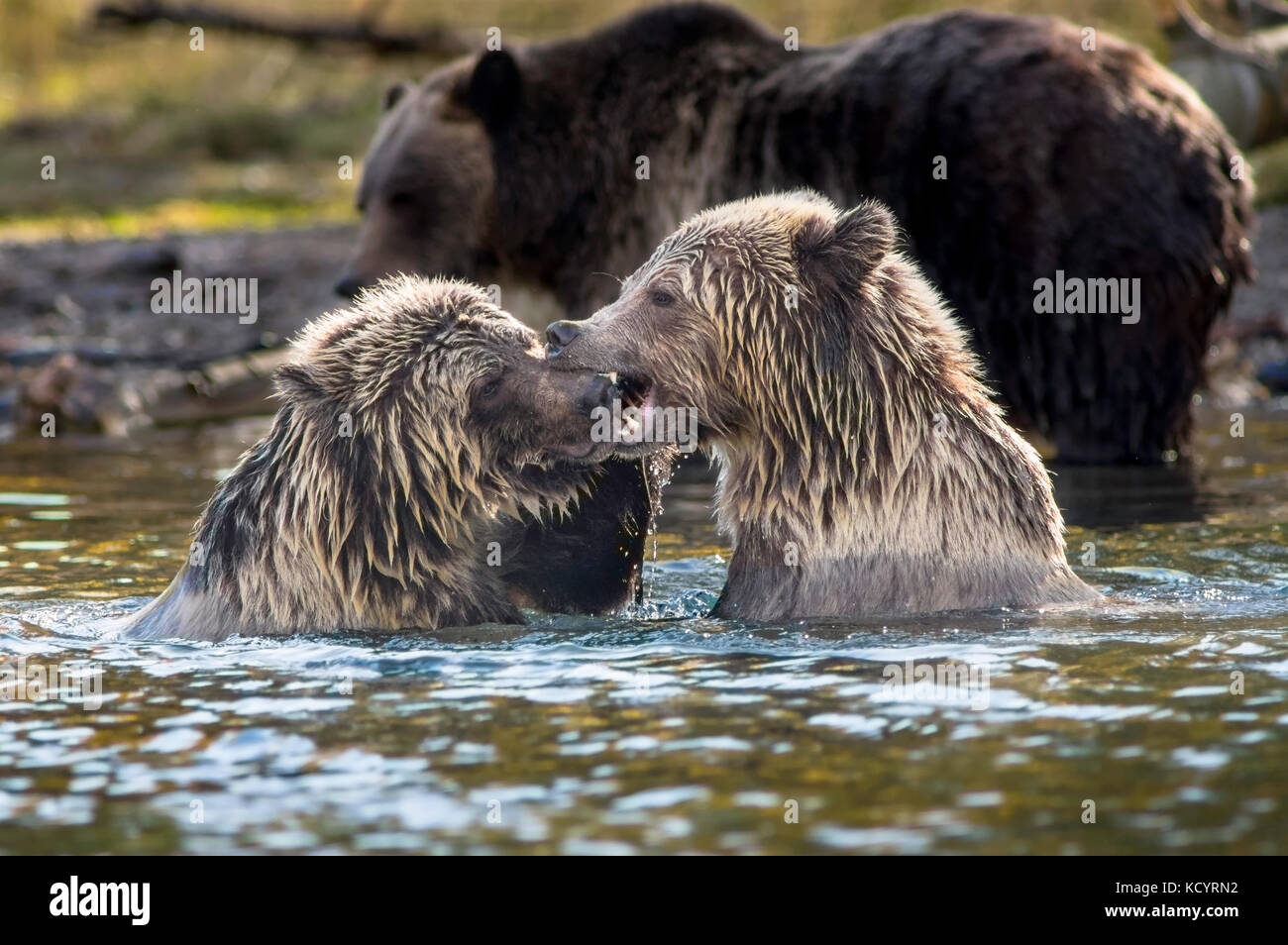 Zwei Jungen Grizzlybären (Ursus arctos Horribilis), sparsam beim Schwimmen in einem Lachs stream, British Columbia, Kanada Stockfoto