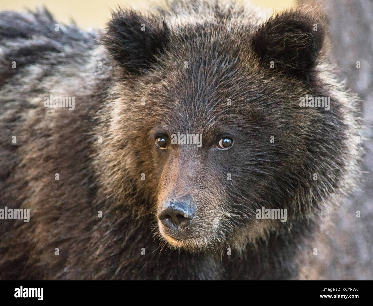 Grizzlybär (Ursus arctos Horribilis), COY (Cub-Of-Jahr), erste Jahr cub, Fallen, Herbst, British Columbia, Kanada Stockfoto