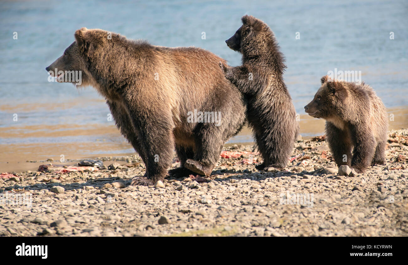 Grizzlybär (Ursus arctos Horribilis), erwachsene Frau mit COY (Cubs-Of-Jahr), erste Jahr Jungen, Kies River Bank von Lachs stream, erschrocken und Reagieren auf sich tragen, British Columbia, Kanada Stockfoto