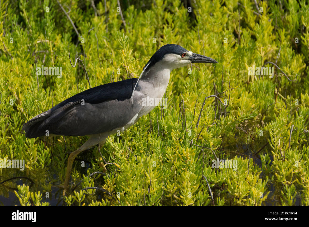 Schwarz - gekrönte Nachtreiher, nycticorax nycticorax, an kaelia Pond National Wildlife Refuge auf der Insel Maui in Hawaii USA Stockfoto