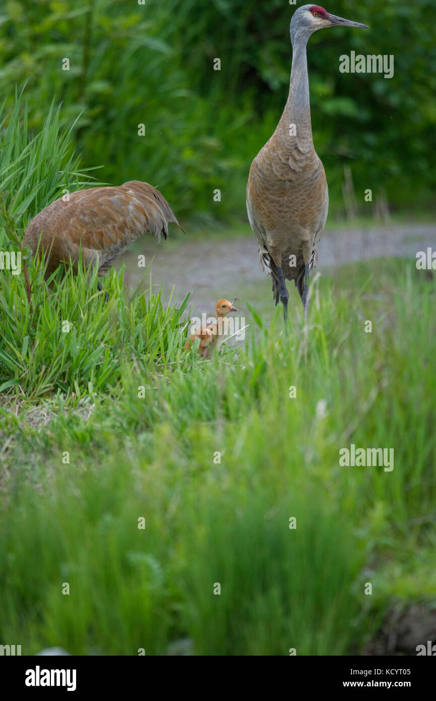 Die allesfresser Sandhill Crane (Antigone canadensis) Feeds auf dem Land oder in seichten Sümpfe, wo Pflanzen aus dem Wasser wachsen, Nachlese von der Oberfläche und Sondieren mit ihren Gesetzentwurf Britisch-Kolumbien, Kanada Stockfoto