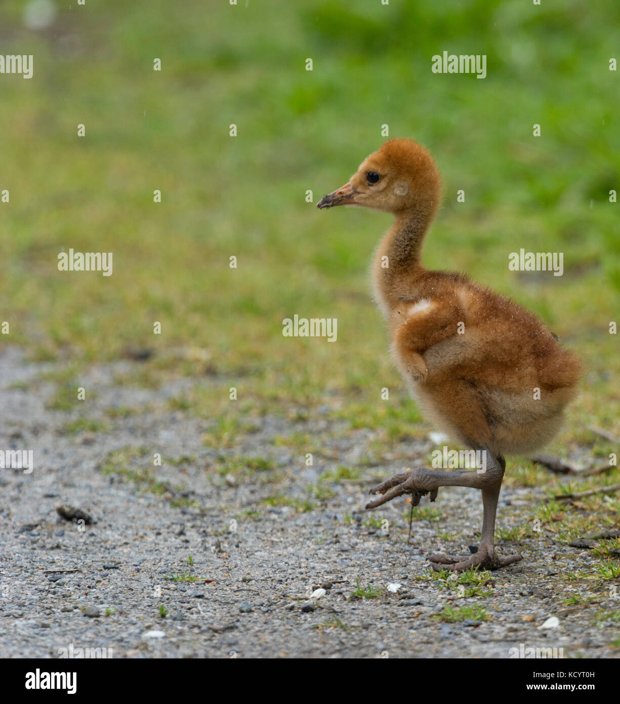 Die allesfresser Sandhill Crane (Antigone canadensis) Feeds auf dem Land oder in seichten Sümpfe, wo Pflanzen aus dem Wasser wachsen, Nachlese von der Oberfläche und Sondieren mit ihren Gesetzentwurf Britisch-Kolumbien, Kanada Stockfoto