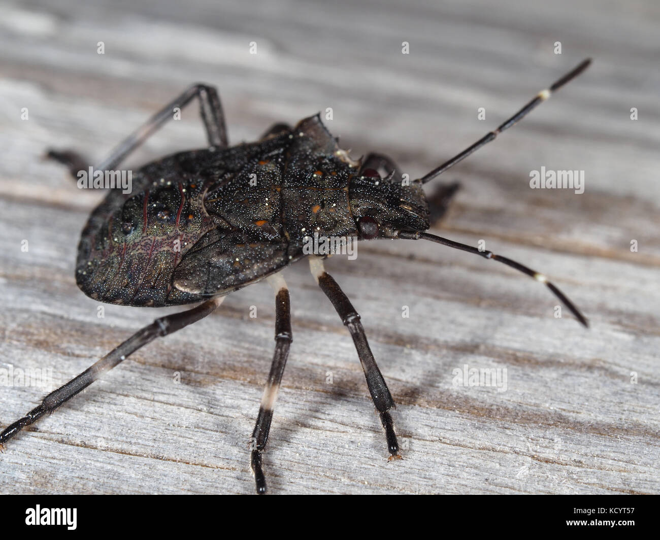 Braun marmorated stinken Bug (Halyomorpha halys) Nymphe auf einem hölzernen Oberfläche Stockfoto