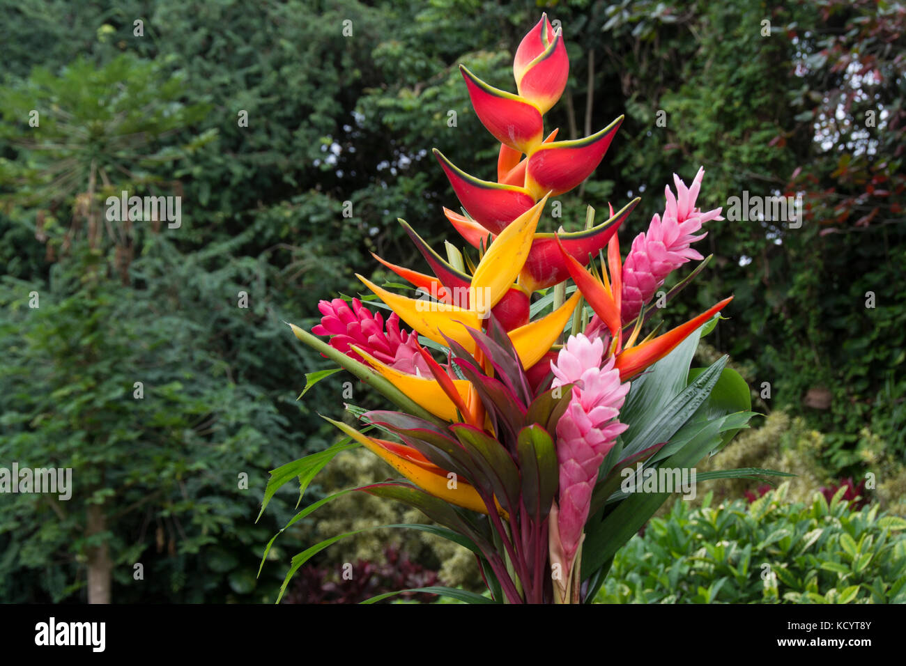 Am Straßenrand Blumenstrauß für Verkauf, Hana, Maui, Hawaii, USA Stockfoto