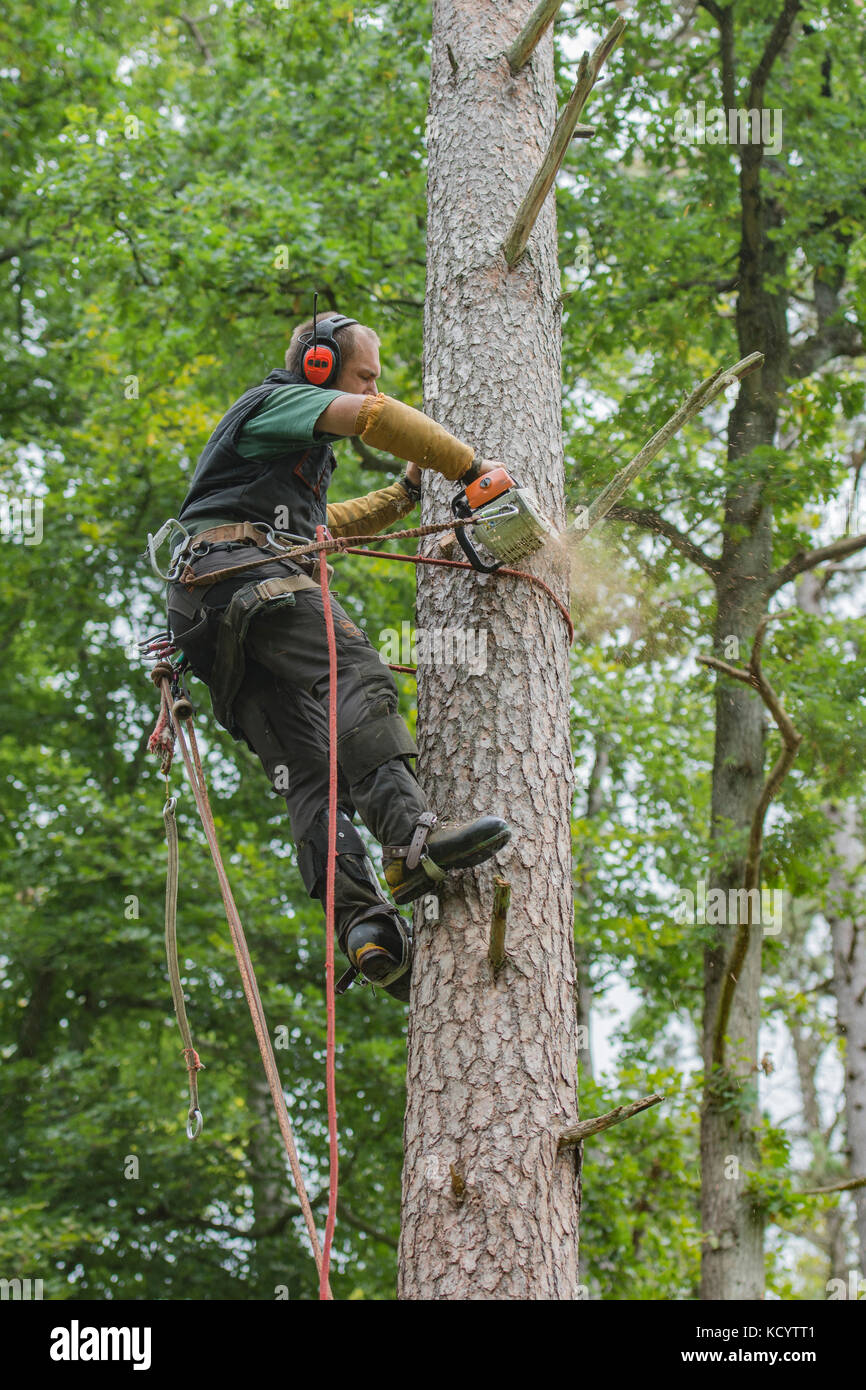 Eine Baumzüchter in einem Baum Stockfoto