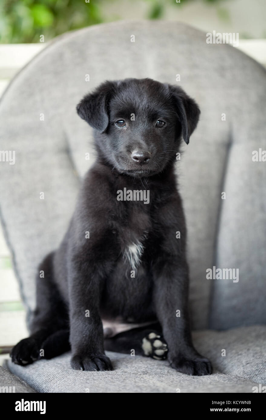 Wenig adorable Welpen sitzen Stockfoto