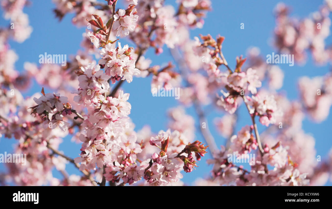 Schöne sakura cherry tree blossom gegen den blauen Himmel Stockfoto