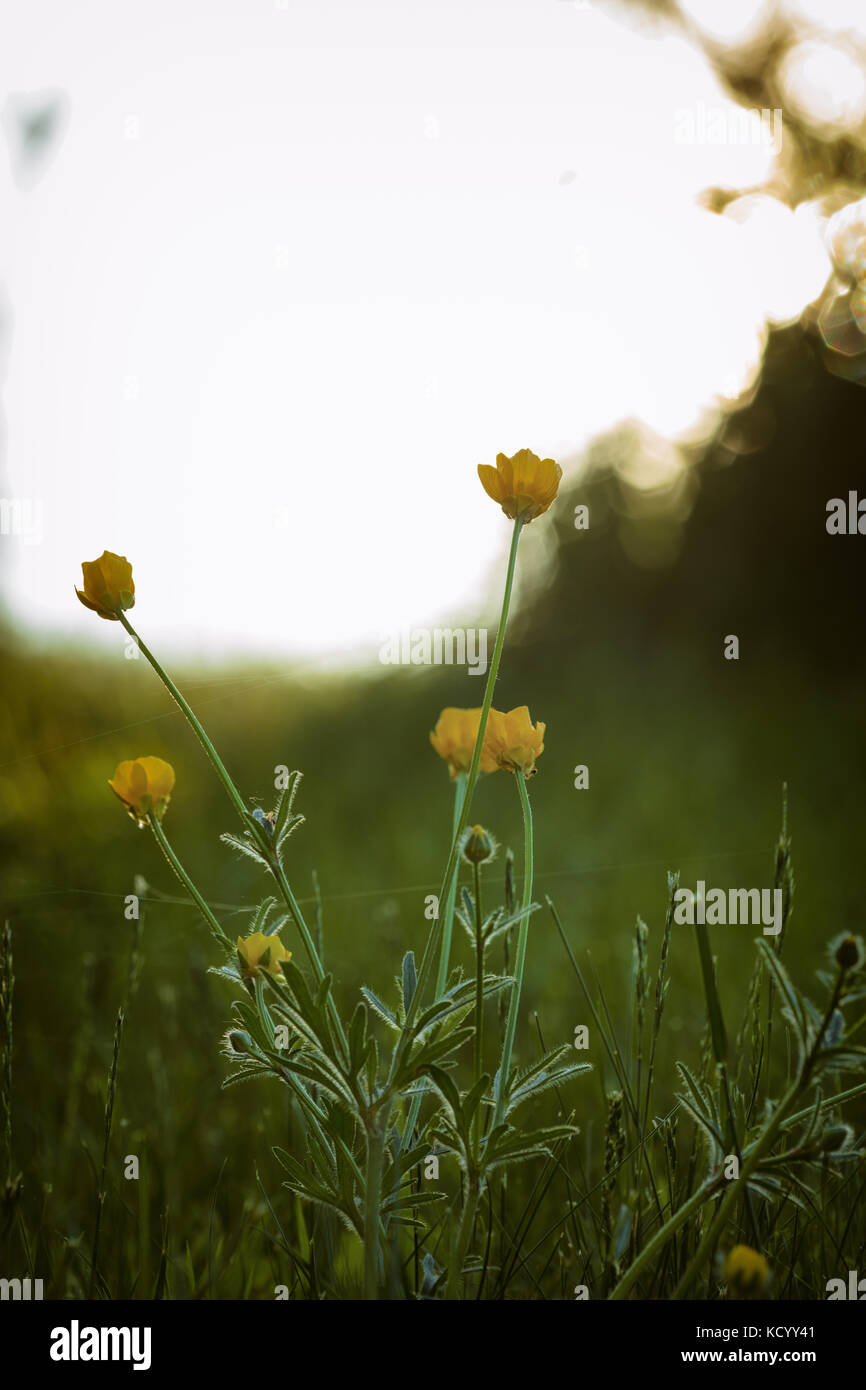 Ranunculus bulbosus, allgemein bekannt als St. Anthonys Rübe[1] oder bulbous Buttercup ist ein langjähriges Mitglied der Buttercup-Familie. Stockfoto