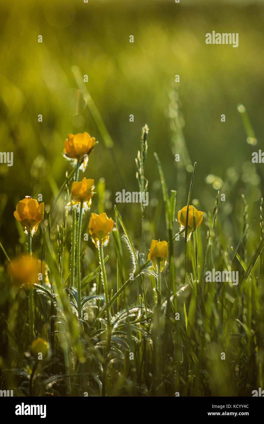 Ranunculus bulbosus, allgemein bekannt als St. Anthonys Rübe[1] oder bulbous Buttercup ist ein langjähriges Mitglied der Buttercup-Familie. Stockfoto