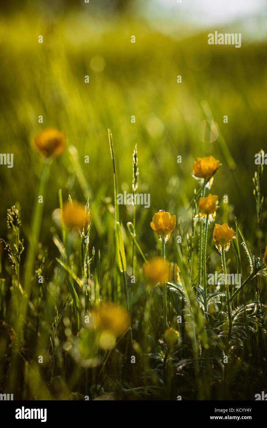 Ranunculus bulbosus, allgemein bekannt als St. Anthonys Rübe[1] oder bulbous Buttercup ist ein langjähriges Mitglied der Buttercup-Familie. Stockfoto