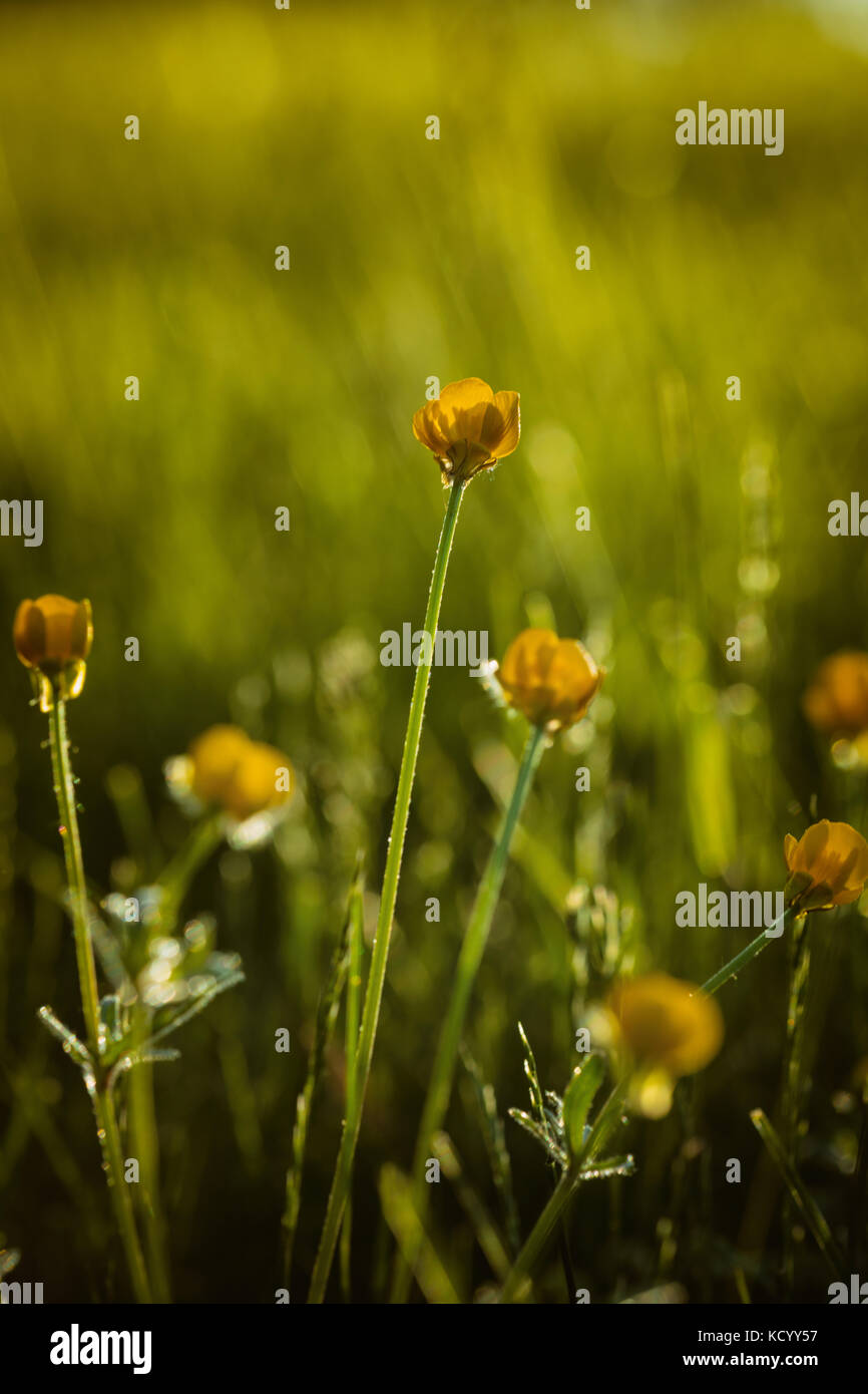 Ranunculus bulbosus, allgemein bekannt als St. Anthonys Rübe[1] oder bulbous Buttercup ist ein langjähriges Mitglied der Buttercup-Familie. Stockfoto