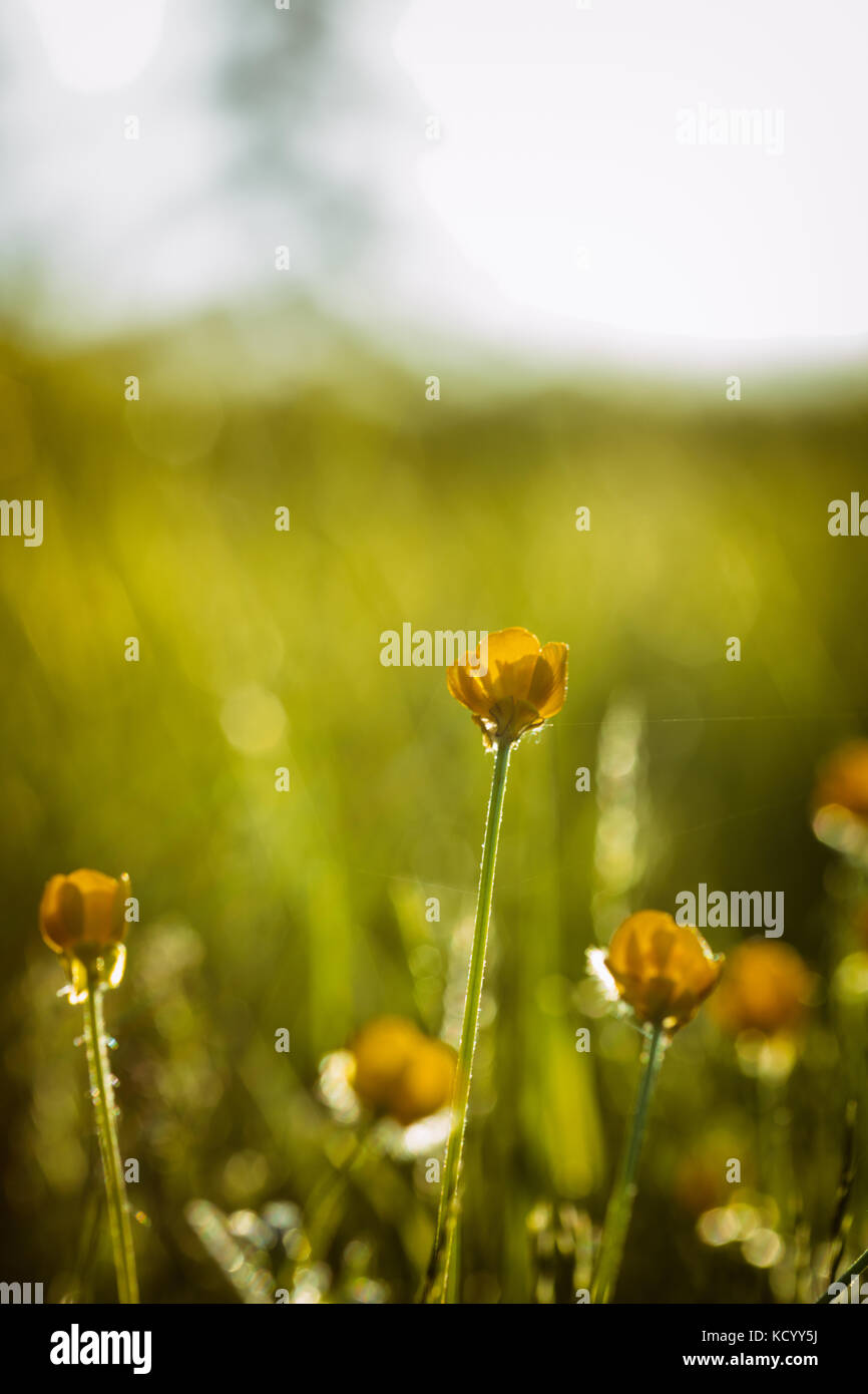 Ranunculus bulbosus, allgemein bekannt als St. Anthonys Rübe[1] oder bulbous Buttercup ist ein langjähriges Mitglied der Buttercup-Familie. Stockfoto