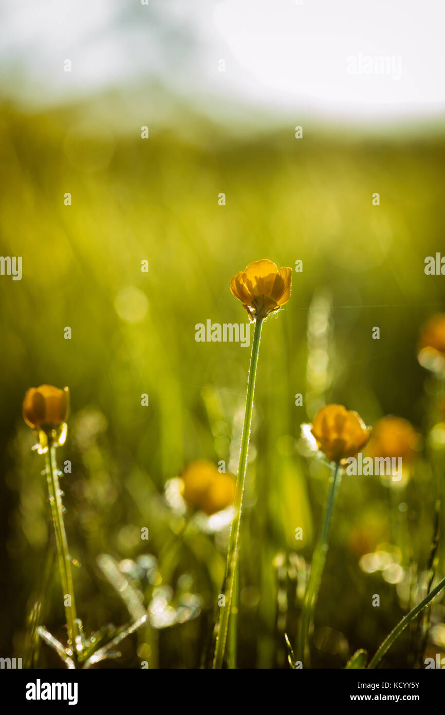 Ranunculus bulbosus, allgemein bekannt als St. Anthonys Rübe[1] oder bulbous Buttercup ist ein langjähriges Mitglied der Buttercup-Familie. Stockfoto