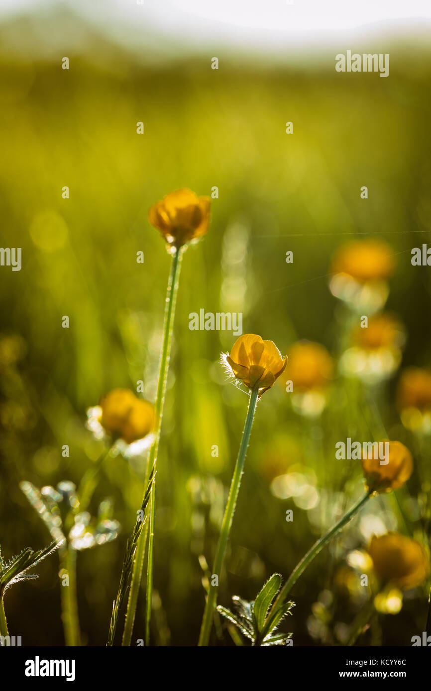 Ranunculus bulbosus, allgemein bekannt als St. Anthonys Rübe[1] oder bulbous Buttercup ist ein langjähriges Mitglied der Buttercup-Familie. Stockfoto
