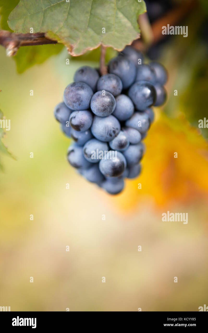 Bündel von blauen Trauben am Weinstock bei Sonnenuntergang Zeit Stockfoto