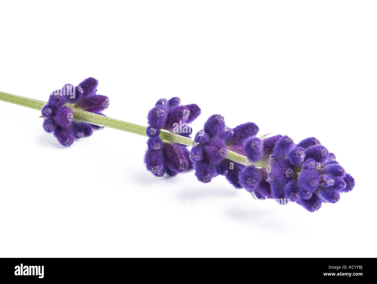 Lavendel Blumen auf weißem Hintergrund Stockfoto
